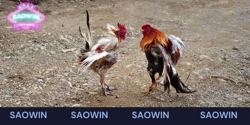 Đá gà C1 đặc sắc