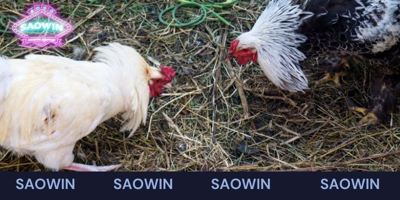 Những hình thức đá gà Saowin được ưa chuộng