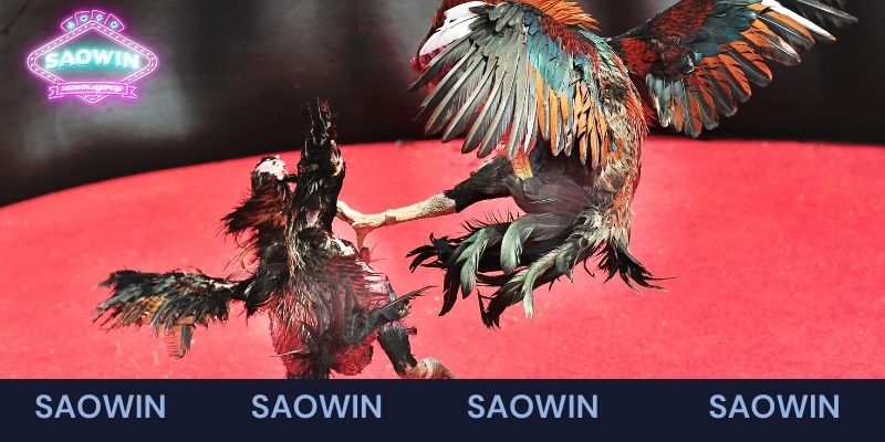 Tìm hiểu sơ lược về sảnh đá gà Saowin