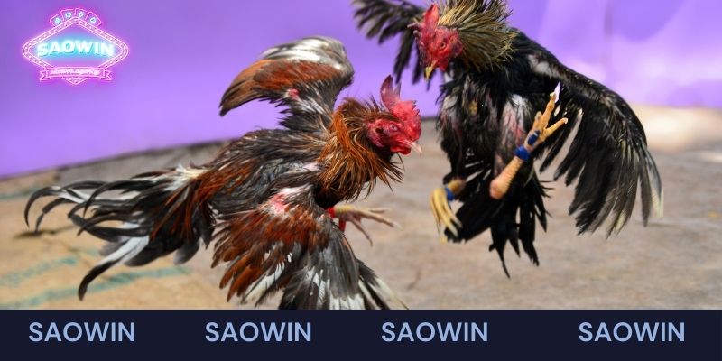 Các tính năng hỗ trợ hàng đầu tại sảnh đá gà Saowin